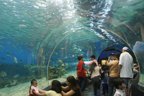 Under-Water-in-Singapore-Best-Vacation